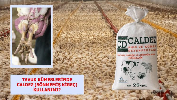 KOÇAK Sönmemiş Toz Kireç Caldez 0.3 mm CaO 25 Kg - Görsel 3
